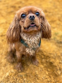 Étalon Cavalier King Charles Spaniel - Uryel Du clos de larpege