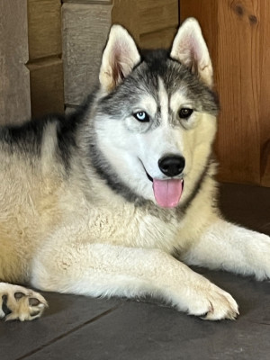 Étalon Siberian Husky - Balthazar Of Umok's Dreams
