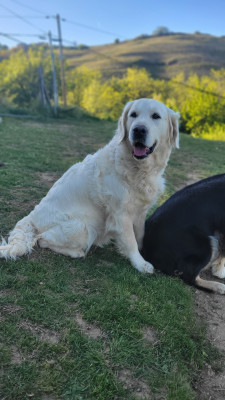 Étalon Golden Retriever - Shine du Moulin de la Terrasse