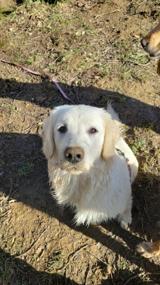 Étalon Golden Retriever - Amy (Sans Affixe)