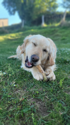 Étalon Golden Retriever - Tulipe du jardin de boheme