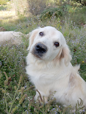 Étalon Golden Retriever - Paillette du domaine de mayole