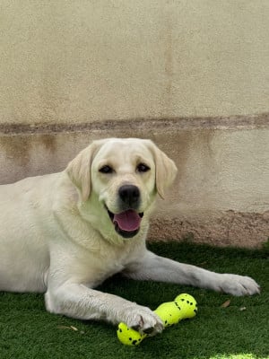 image de tahia