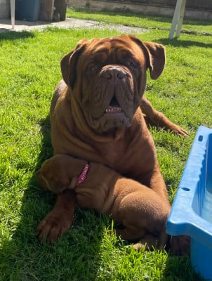 Étalon Dogue de Bordeaux - VENUS Des Mille Diables