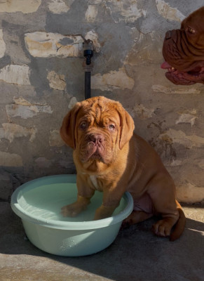 Étalon Dogue de Bordeaux - BOHEME Des Sources Precieuses