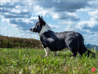 Étalon Welsh Corgi Cardigan - vivaldi De La Légende De Jupiter