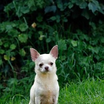 Étalon Chihuahua - anouchka du royaume de Casabelle