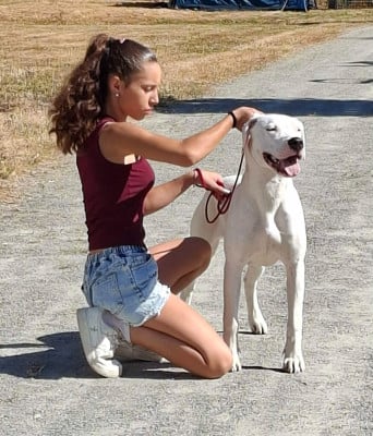 Étalon Dogo Argentino - Esperencia las alcanas