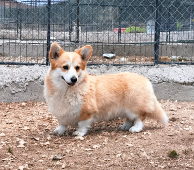 Étalon Welsh Corgi Pembroke - Ashanti Corgi de l'Outsaïna