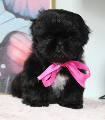 Étalon Shih Tzu - Baby-Jane Des Anges de Batignolles