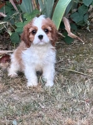 Étalon Cavalier King Charles Spaniel - BIRDY De Toucy Blue