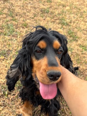 Étalon Cocker Spaniel Anglais - VAIA du domaine de sainte gladyce