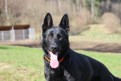 Étalon Berger Allemand - WOLF SPIRIT chmelovy kvitek cs