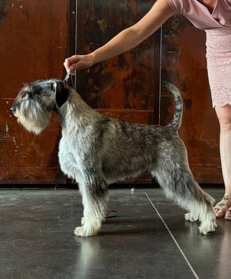 Étalon Schnauzer - Atrey alarm beskyd