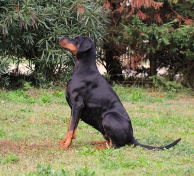 Étalon Dobermann - SKYLA Des Brumes De Kalhan