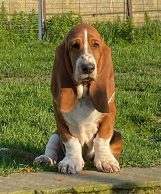 Étalon Basset Hound - ALFONSE du Haras de la Vergne