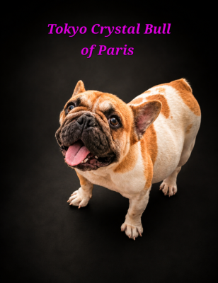 Étalon Bouledogue français - TOKYO Crystal Bull of Paris