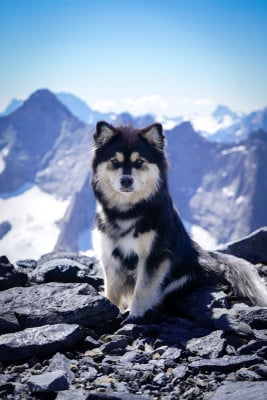 Étalon Chien finnois de Laponie - samerajerna's Eyeish