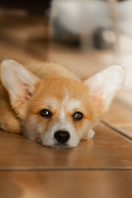 Étalon Welsh Corgi Pembroke - BONNIE BLUE dite BAILEY du mas de Canteperdrix