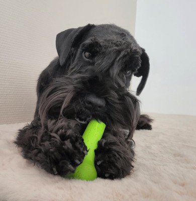 Étalon Schnauzer miniature - Anouk Des Diamants Noirs D'Also