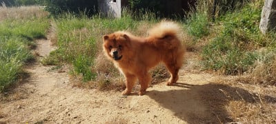 Étalon Chow Chow - V'Asia des préludes du chassignolan