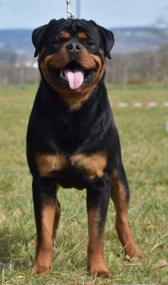 Étalon Rottweiler - Socrate Des Guerriers Saiyans