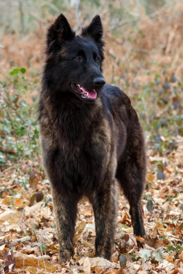 Étalon Berger hollandais - Adès De La Légion Des Loups