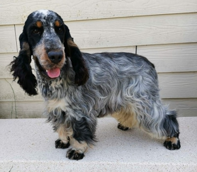 Étalon Cocker Spaniel Anglais - Alpha De La Mahonnière