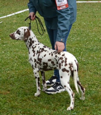 Étalon Dalmatien - Valma's Signature Victoire