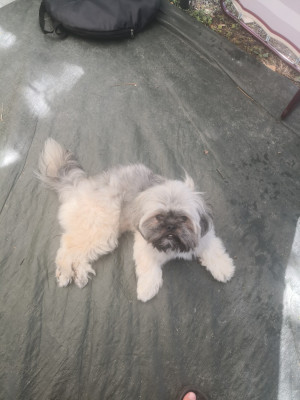 Étalon Lhassa Apso - Utia de Jerrie Black