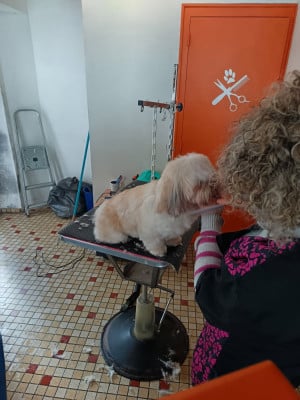 Étalon Lhassa Apso - Albus A Pazzia D'Aurelia