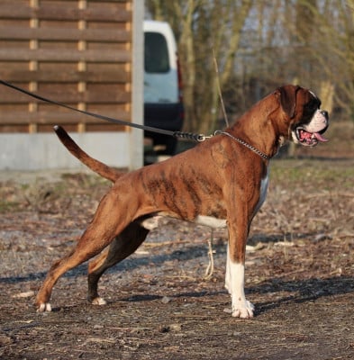 CH. Uderzo Van Sapho s Hoeve