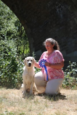 Étalon Golden Retriever - A Majestic Twist For Ws Angels of Tara
