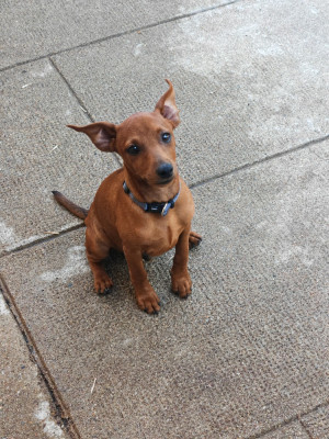 Étalon Pinscher nain - Bloom de L'Etang de Mirloup