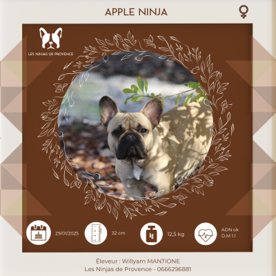Étalon Bouledogue français - Apple Ninja de l'Empire des Hellls