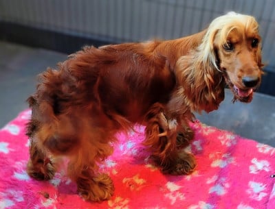 Étalon Cocker Spaniel Anglais - Vaya De l'orée du bois de la raminerie