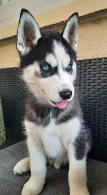 Étalon Siberian Husky - Blue Black Moon De la passion Nordique