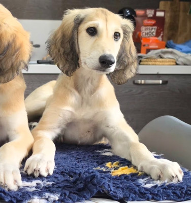 Étalon Saluki - alishamar Zeyna Al Hfifa Saluk