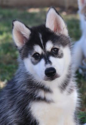Étalon Siberian Husky - Bulma