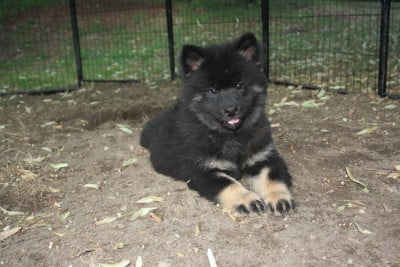 Étalon Eurasier - Bärchen Birka Des Oursons De La Fee