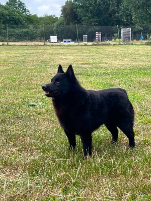 Étalon Schipperke - olgrin Well ken dit Casper