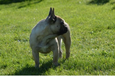 Étalon Bouledogue français - Valinké (Sans Affixe)