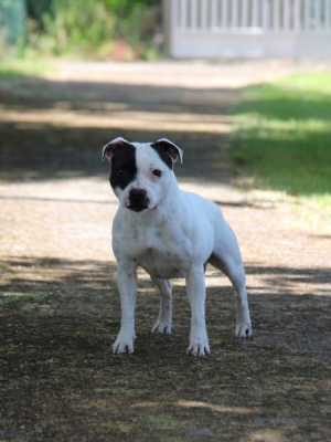 Étalon Staffordshire Bull Terrier - Hot Rever’s Venale Muse