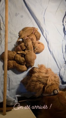 Étalon Cocker Spaniel Anglais - Belle Valeera Sanguinar