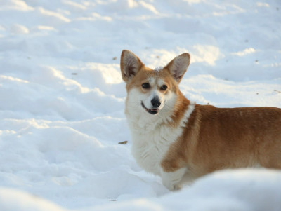 Étalon Welsh Corgi Pembroke - born to be Your Masterpiece