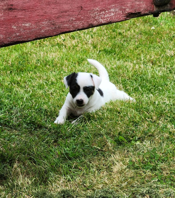 Étalon Jack Russell Terrier - BB