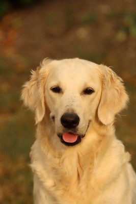 Étalon Golden Retriever - Ullya du Moulin de la Terrasse