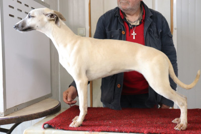 Étalon Whippet - VODKA VON HOËHENZOLLER von Hoëhenzoller