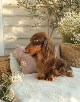 Étalon Teckel poil long - minidogland Luna