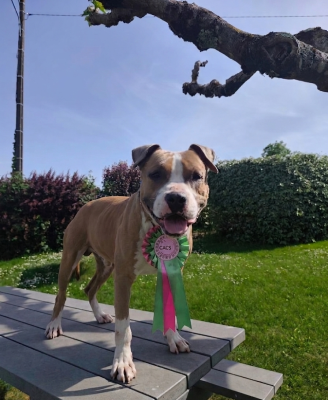 Étalon American Staffordshire Terrier - Aston X alliance demallory X Du Domaine d'Attilio